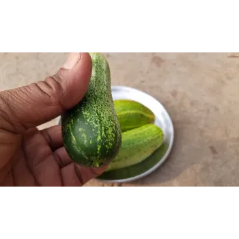 Cucumber  (5)-146212-75371.webp